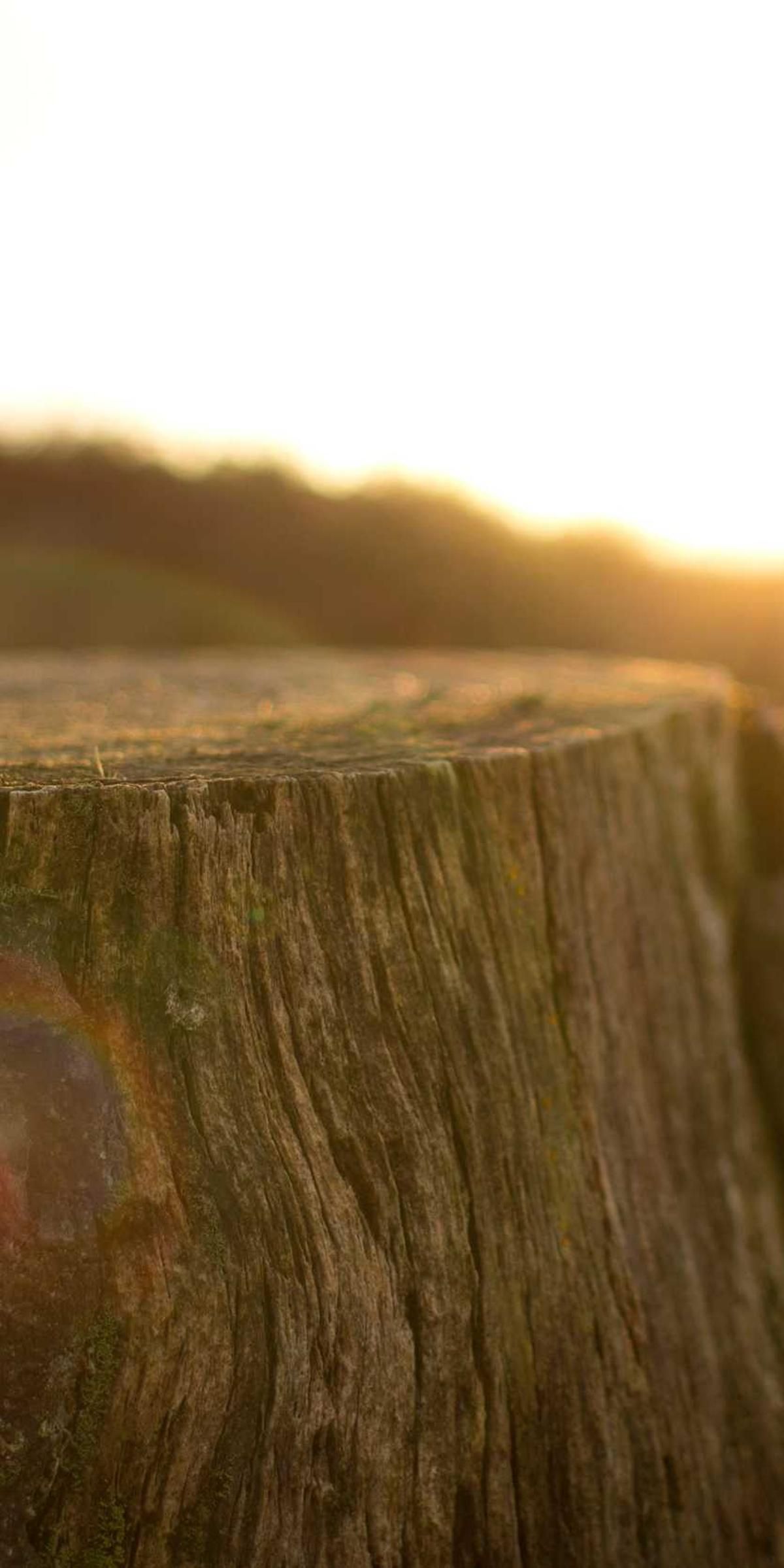 copia absorbeo thymum nulla