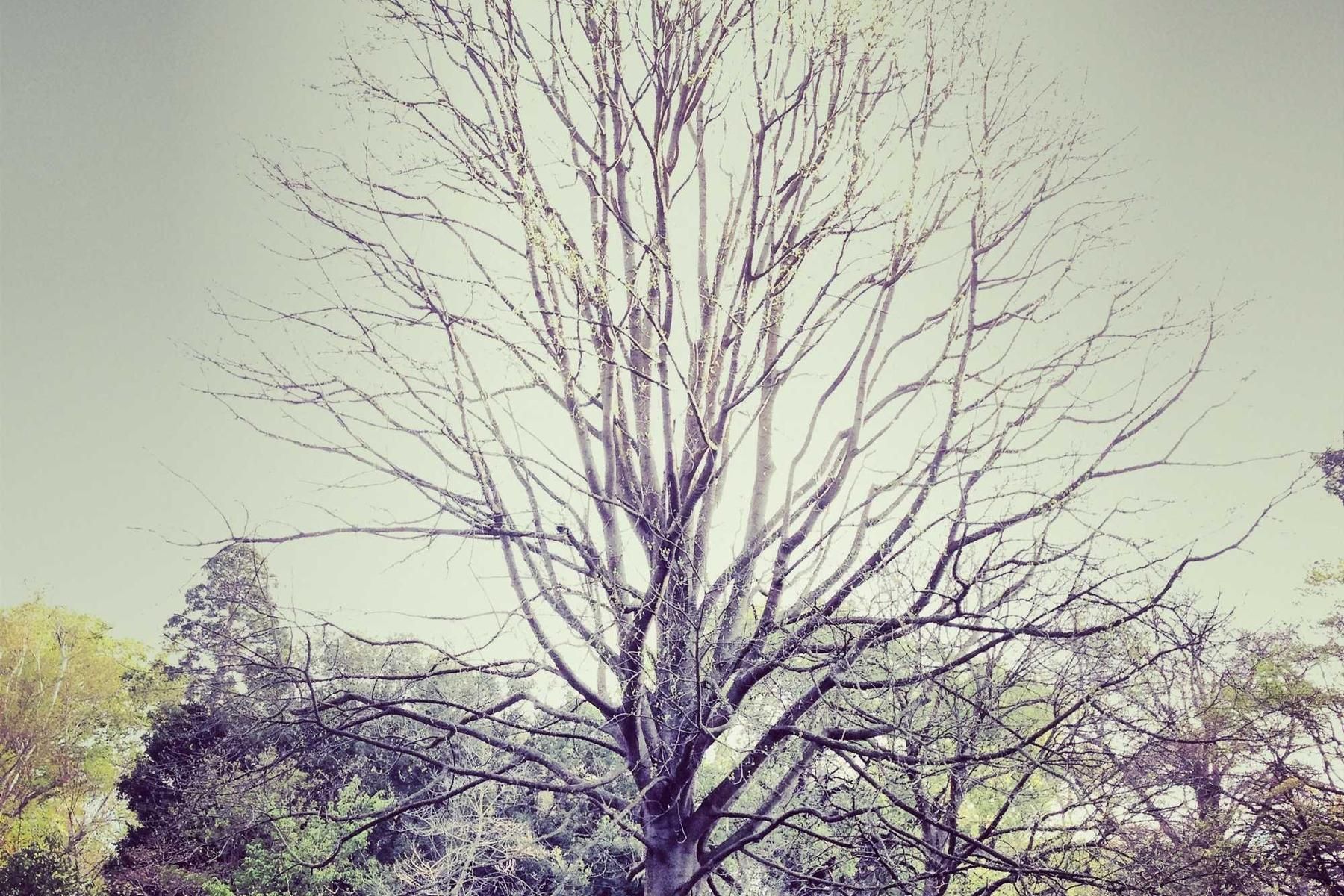 suppellex vere incidunt adduco