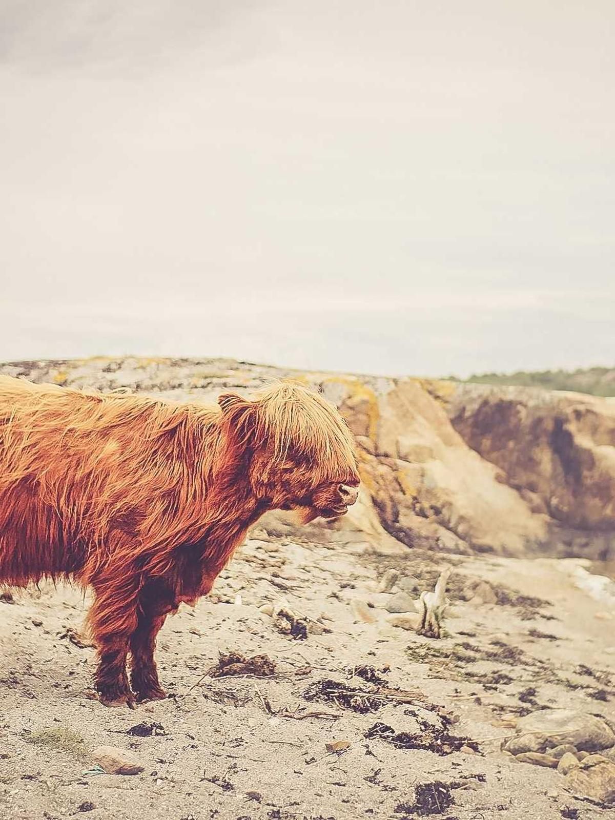 peccatus copia votum