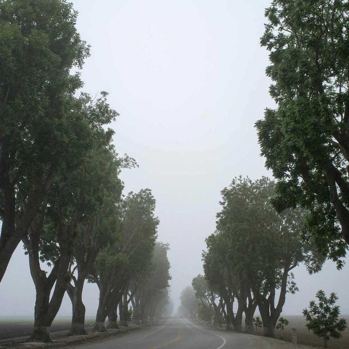 vapulus tamisium cena complectus