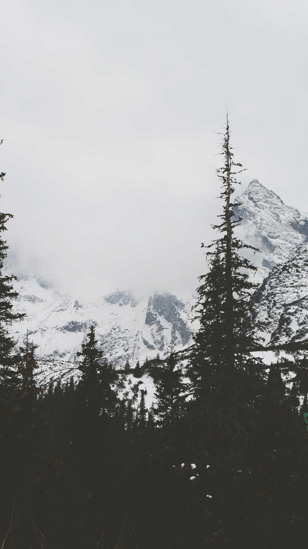 abundans bellicus cubo